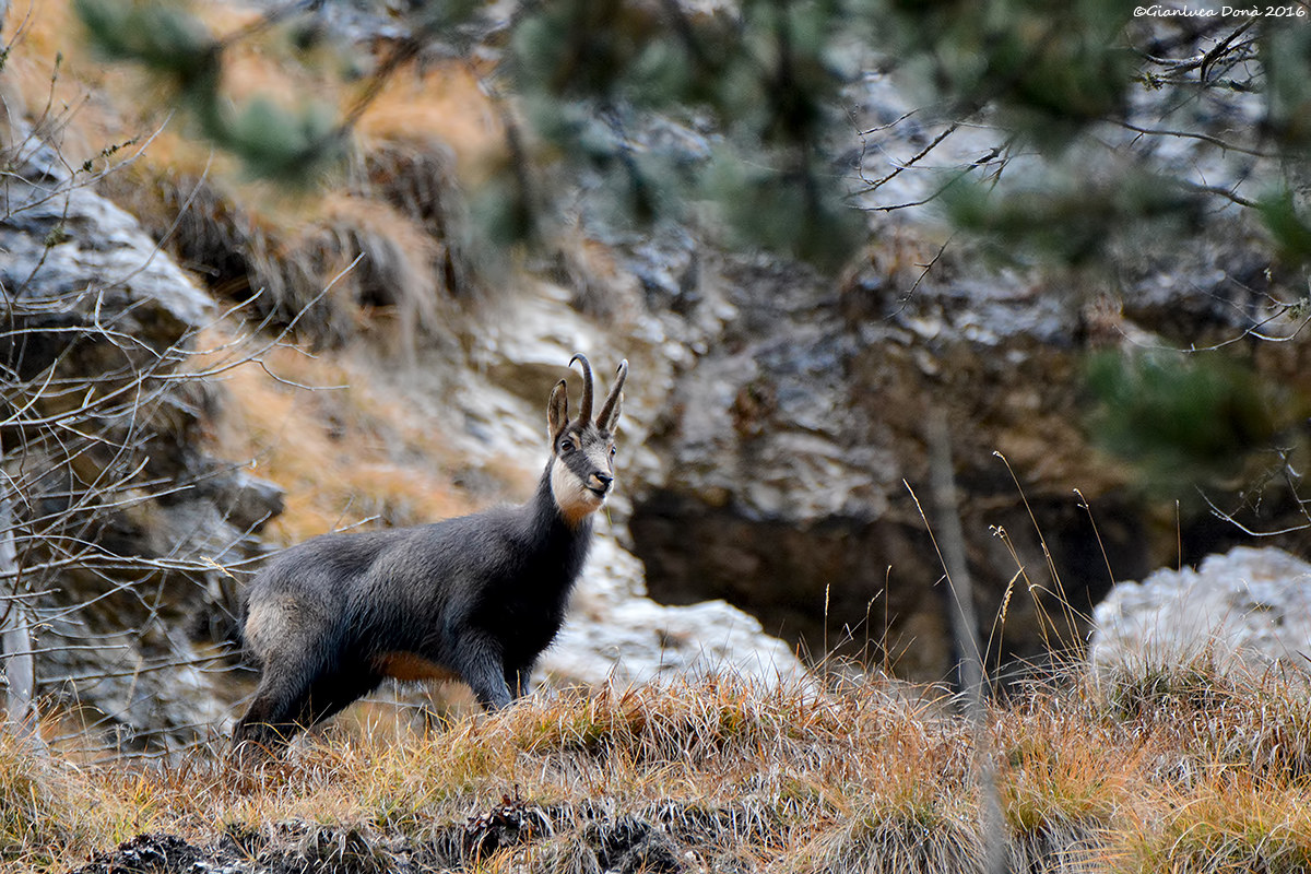 Chamois