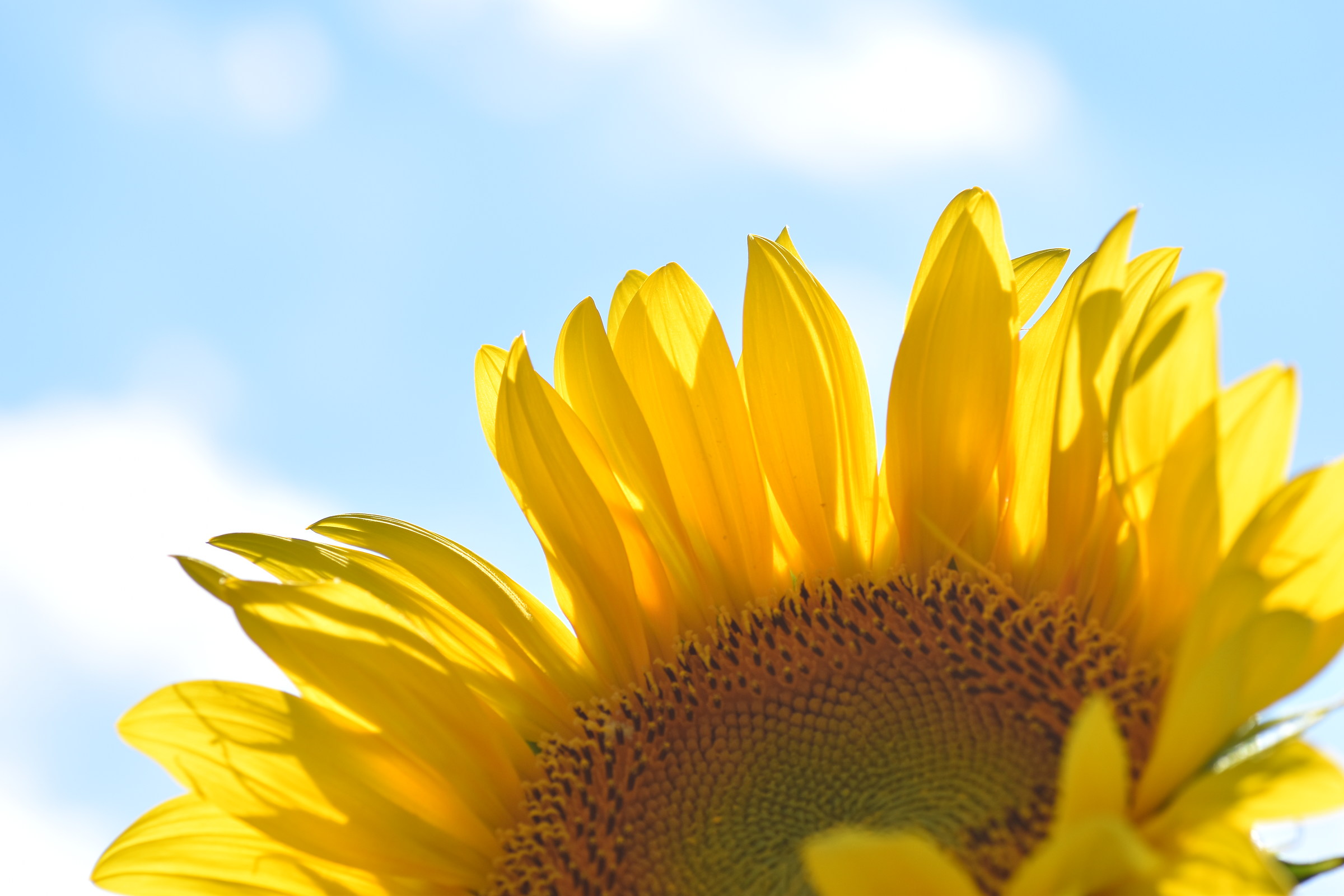 She loves Me, she loves me not