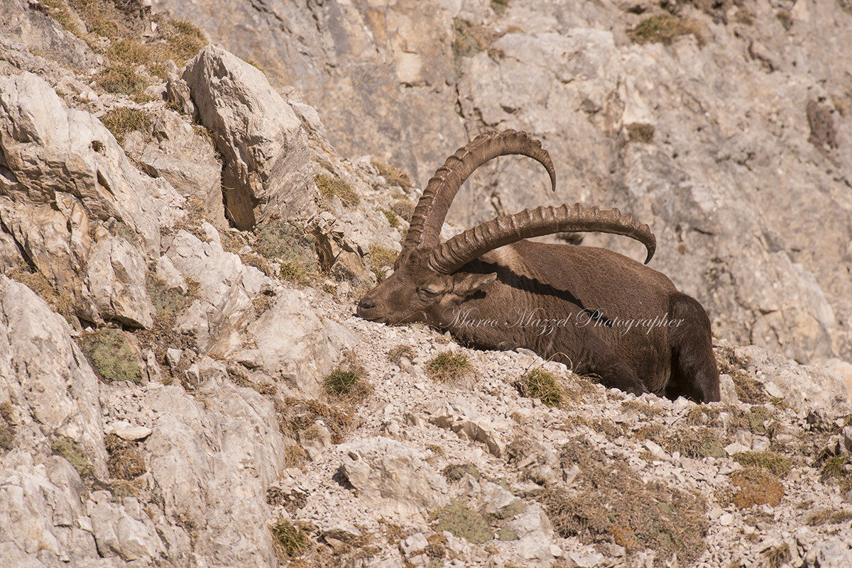 The rest of the gueriero