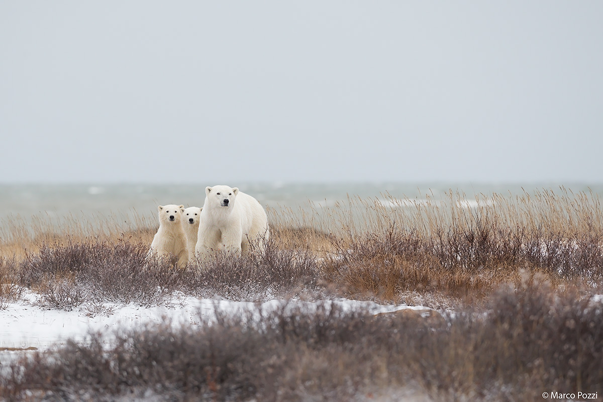 Aspettando il ghiaccio