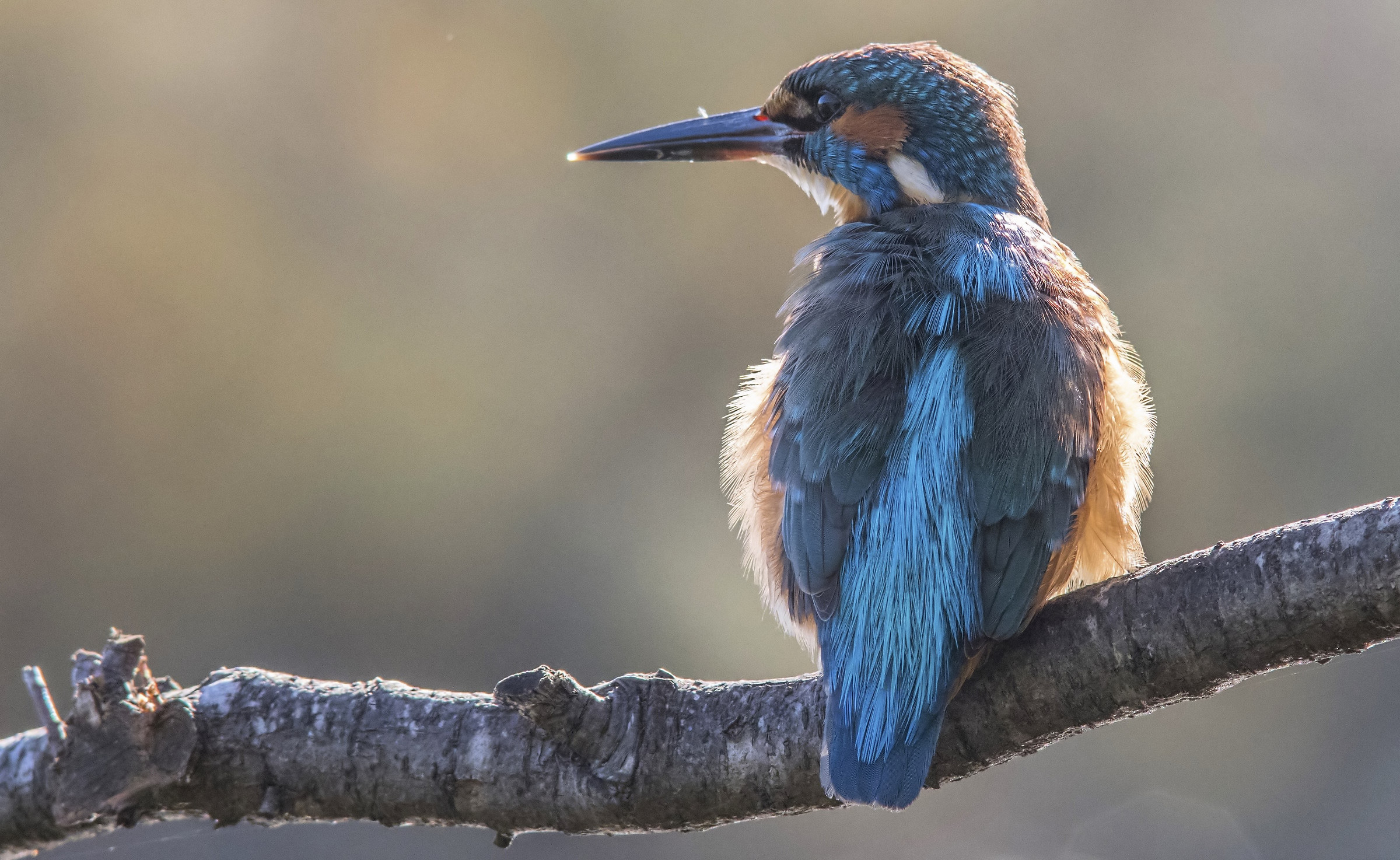 Last lights for Martino