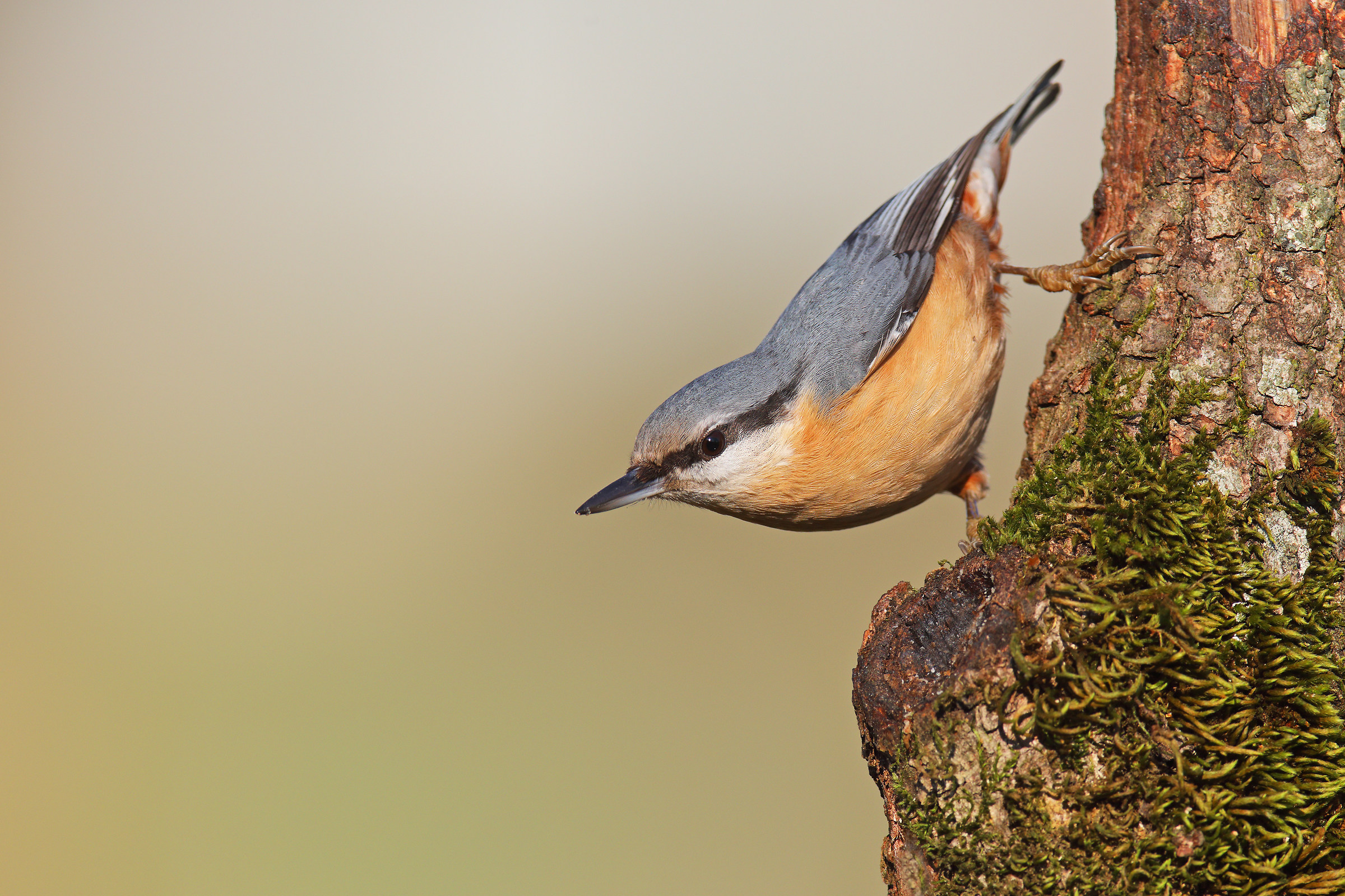 nuthatch