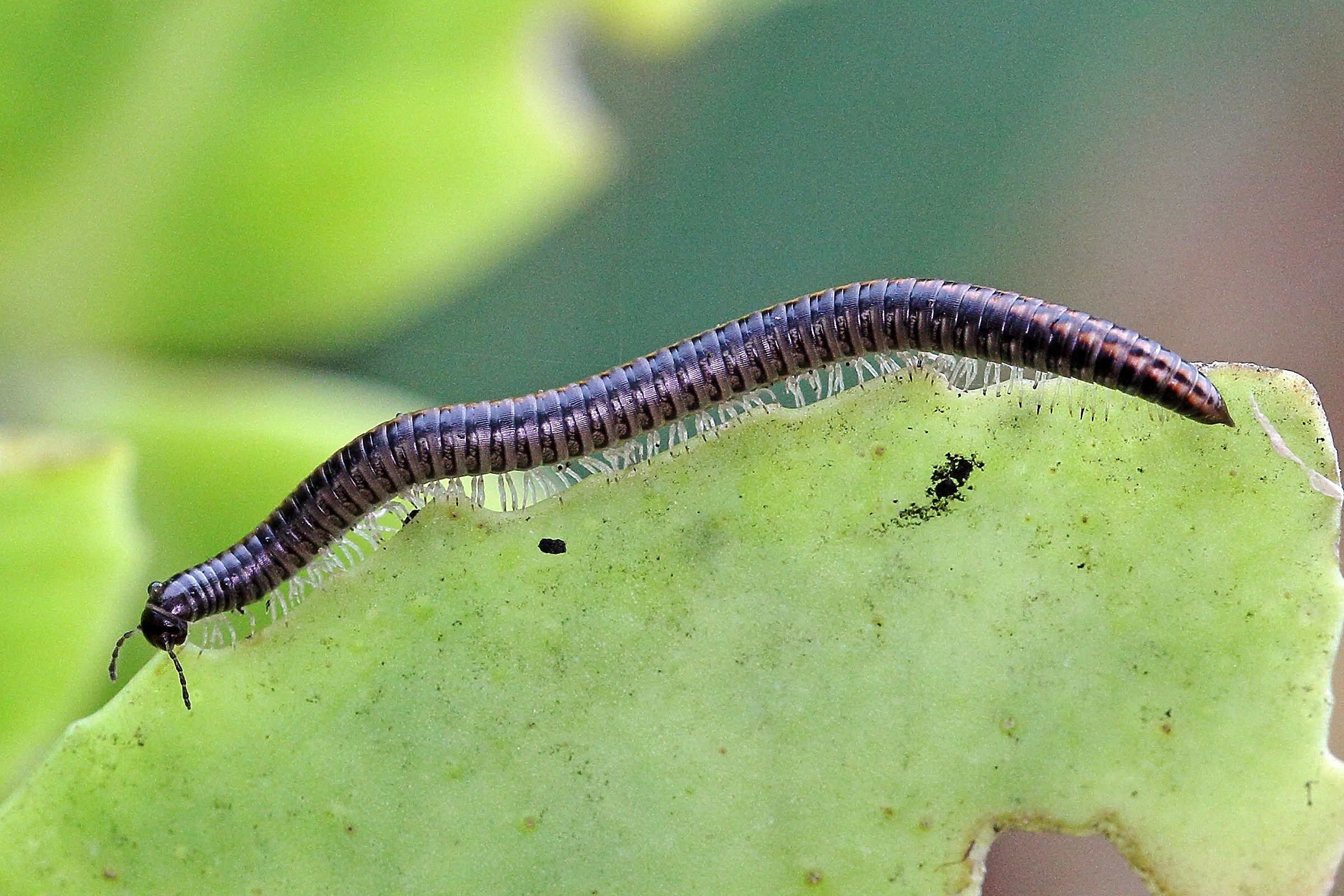 Ommatoiulus scabolosun