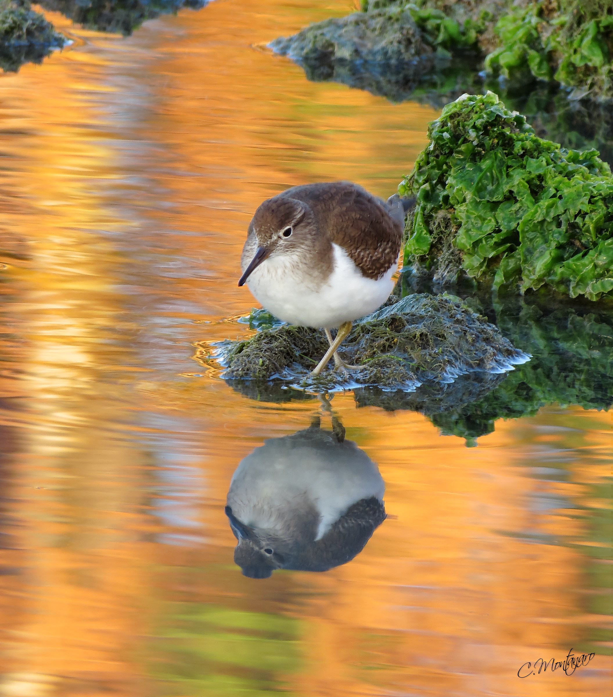 Prime luci del mattino