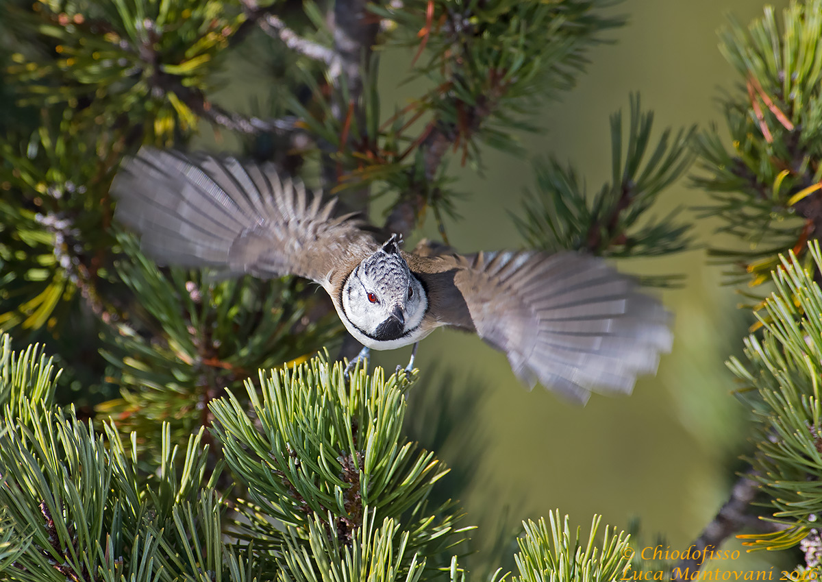 Crested tit departing