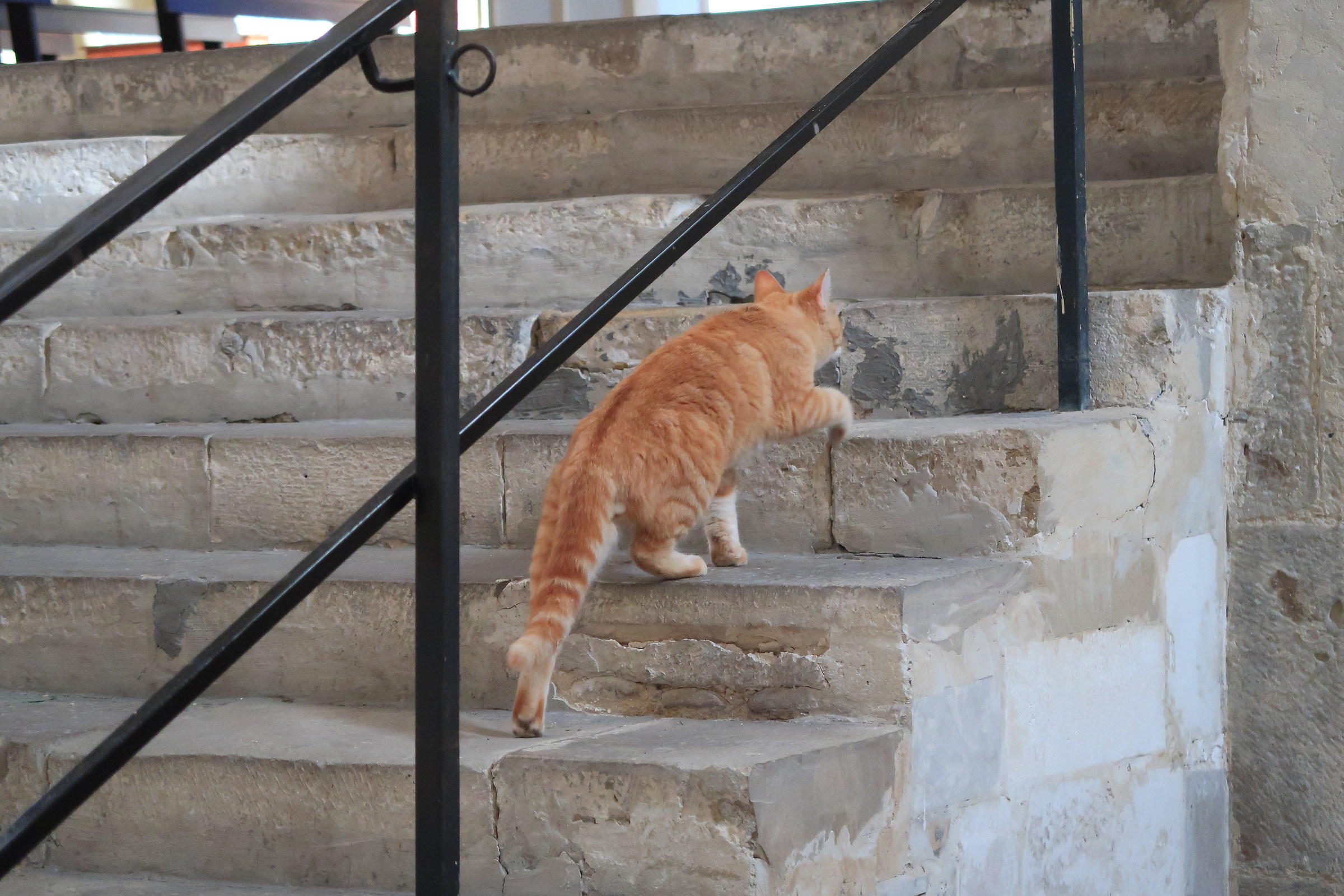 un gatto nell'abbazia