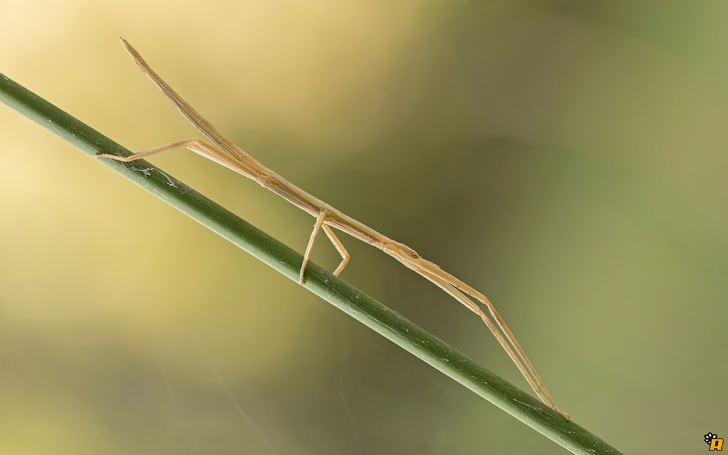 Stick insect