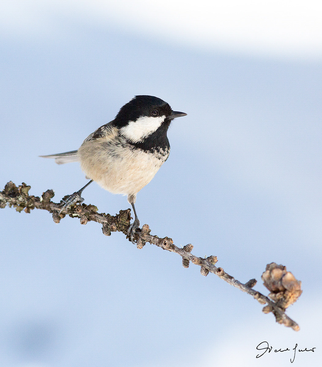 Coal Tit