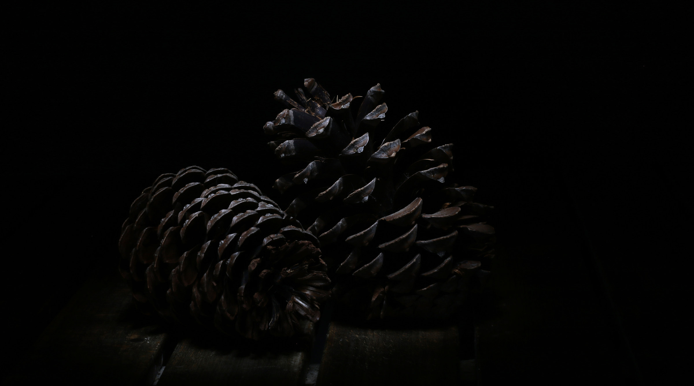 pinecones