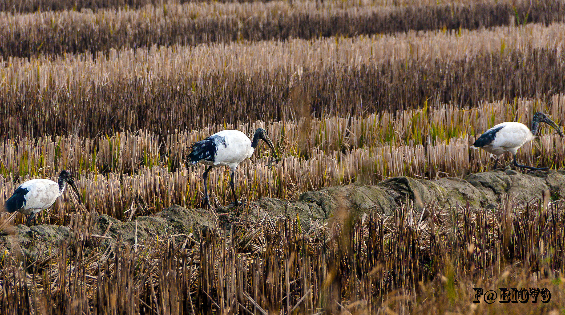 Sacred ibis hunting for frogs!