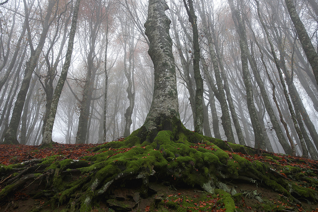 pn Casentino Forests 2016