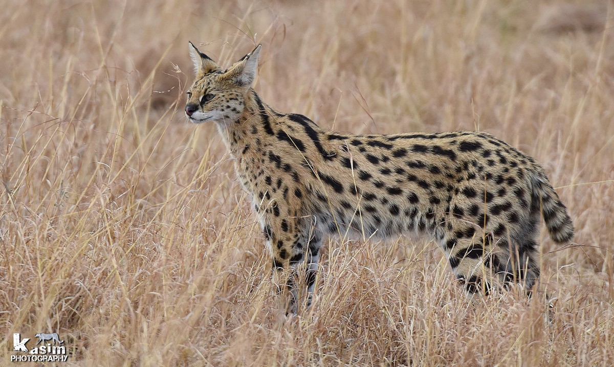 Serval Cat