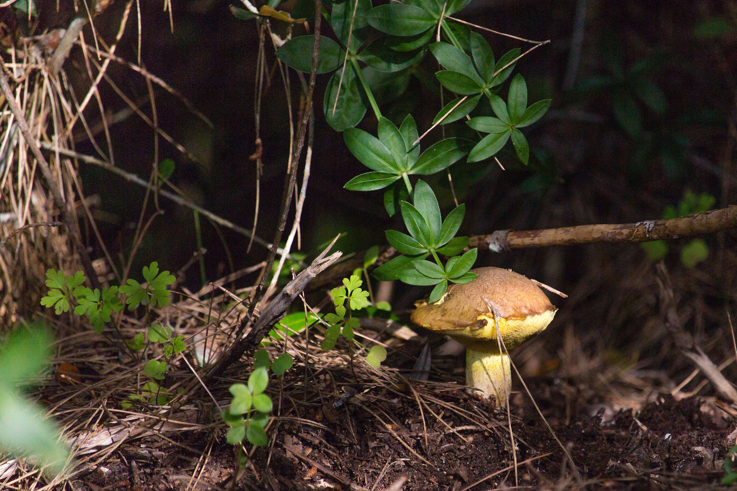Walking in the woods