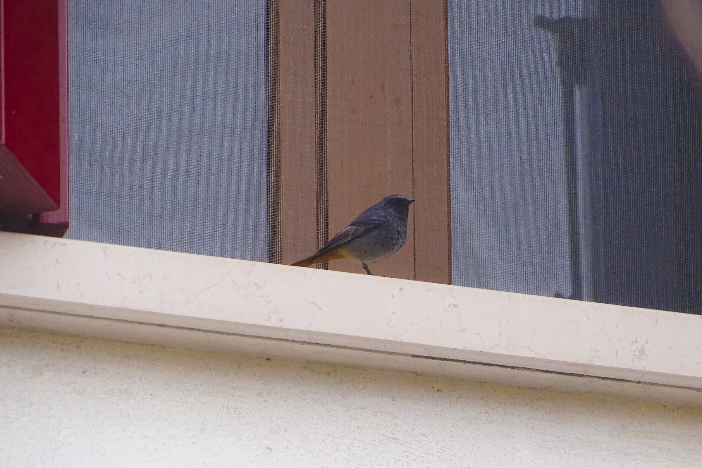 Codirossa prende confidenza