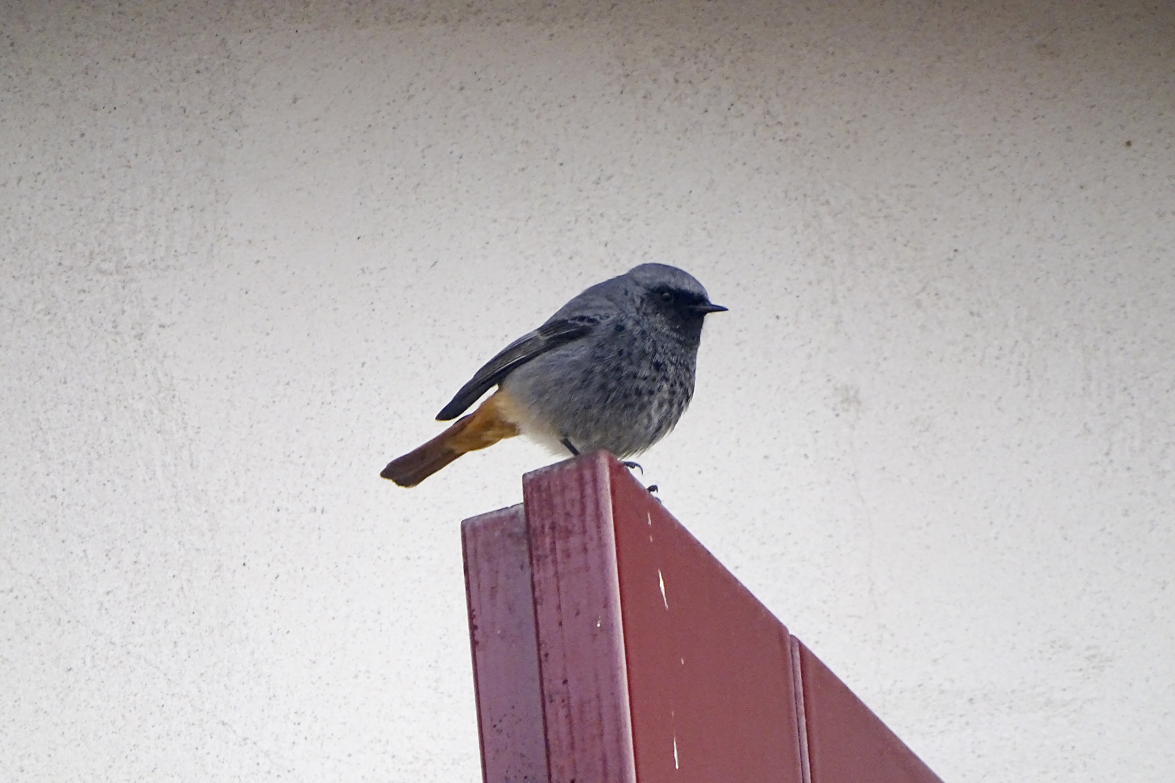 Codirossa prende confidenza
