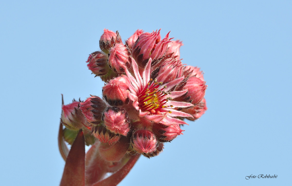 Un ricordo semprevivo...