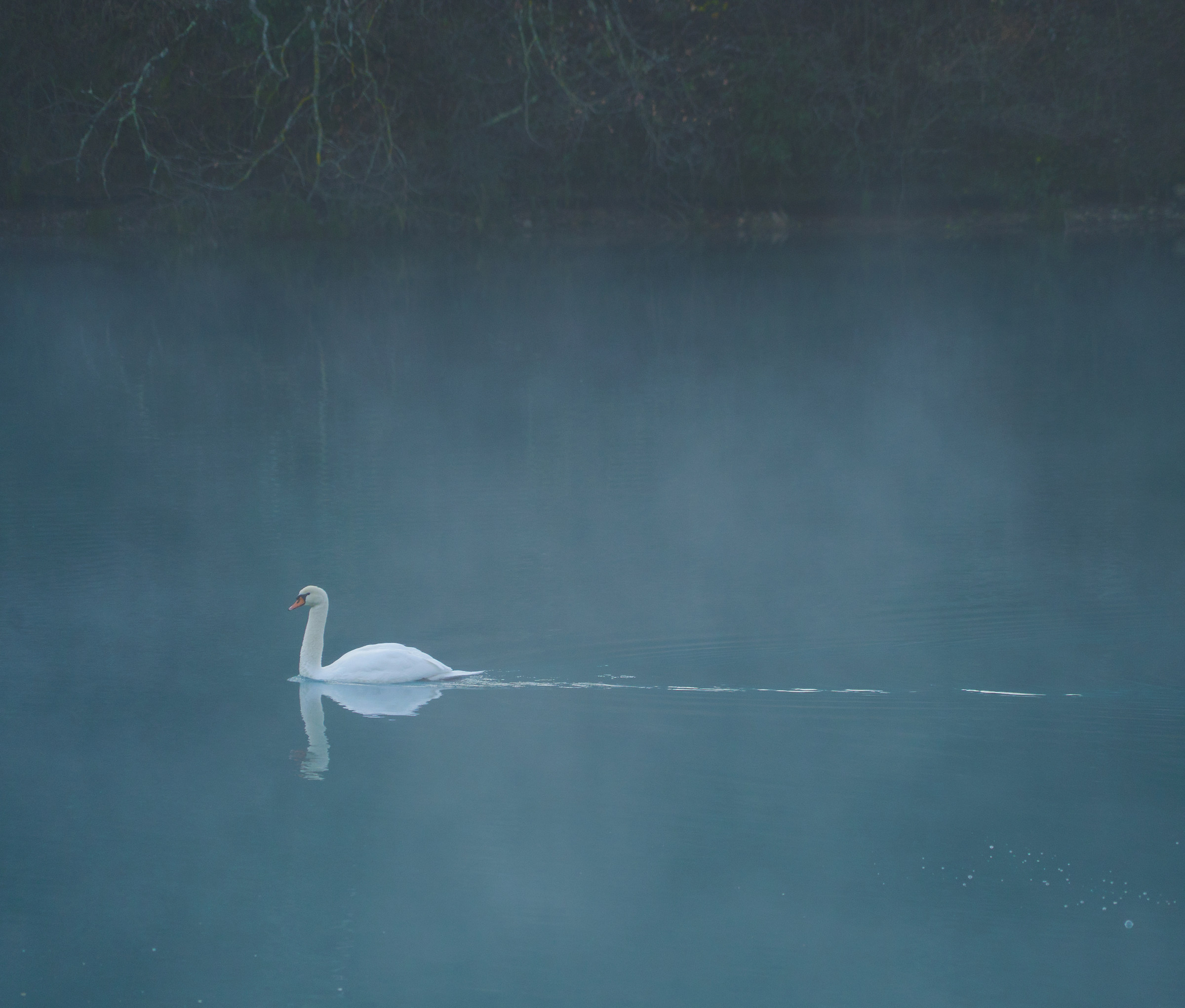 Cigno lago Boccafornace
