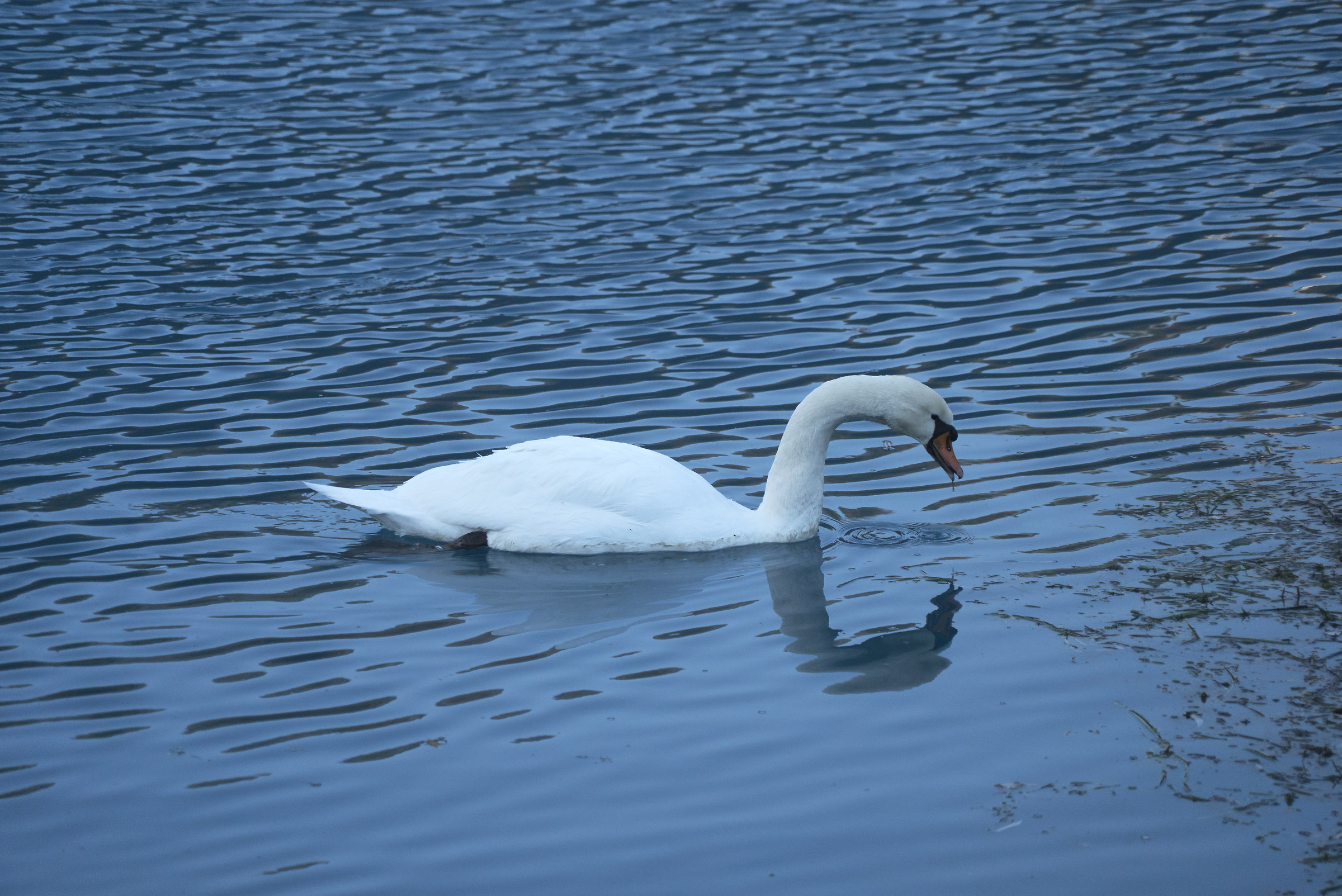 Cigno lago Boccafornace