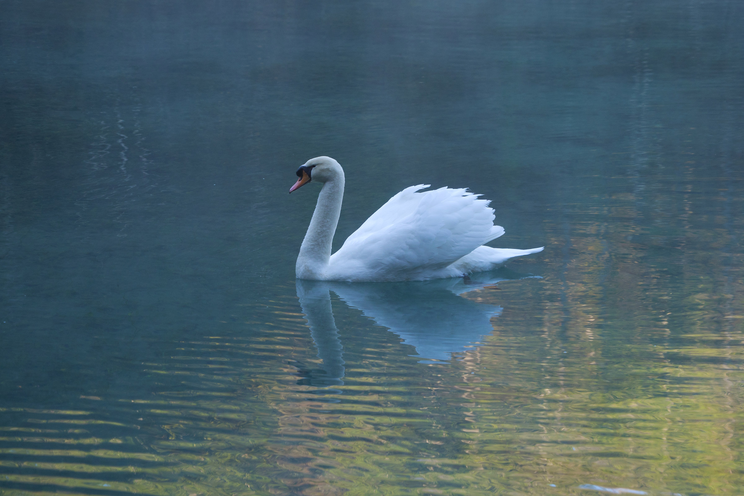 Swan Lake Boccafornace