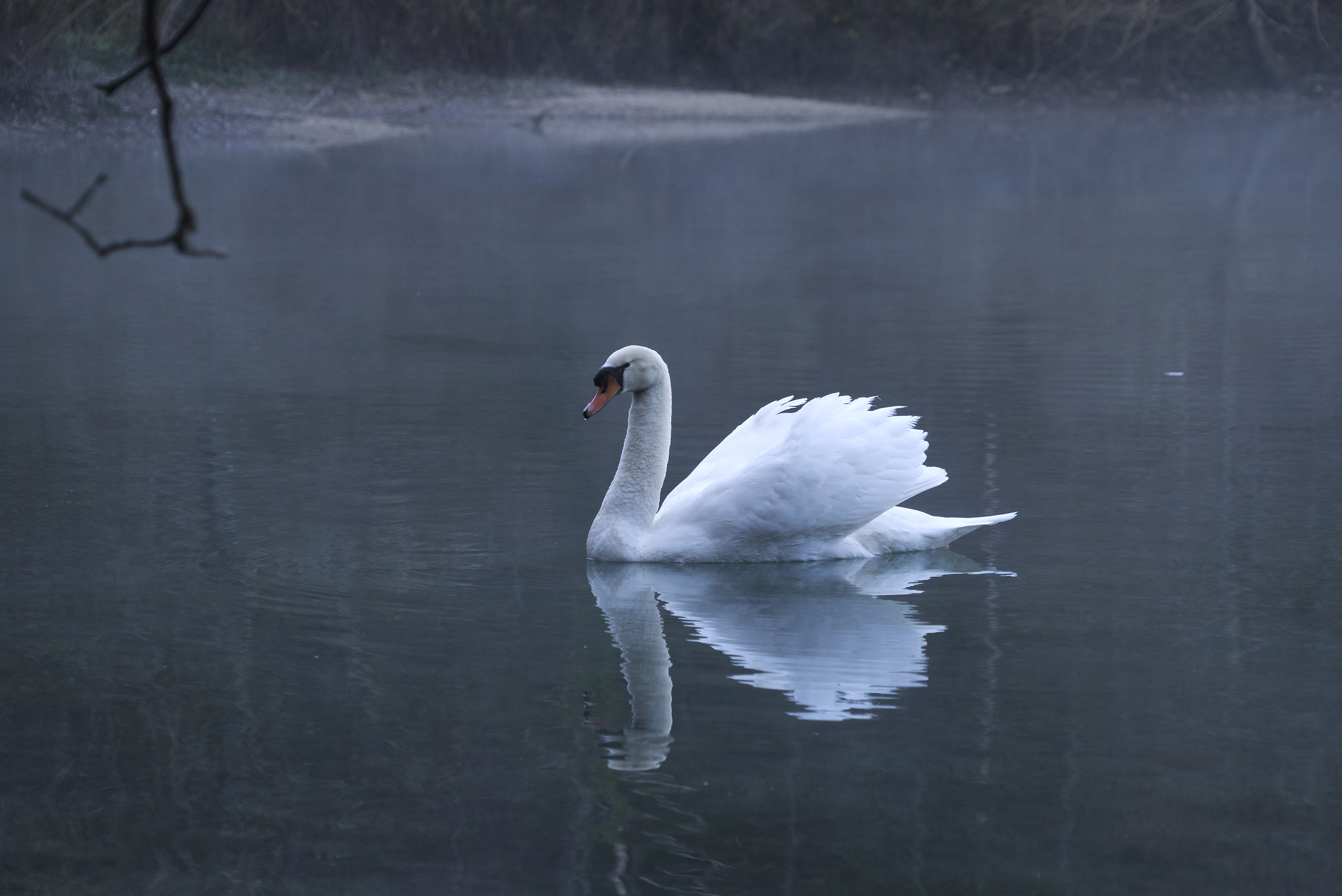 Cigno lago Boccafornace
