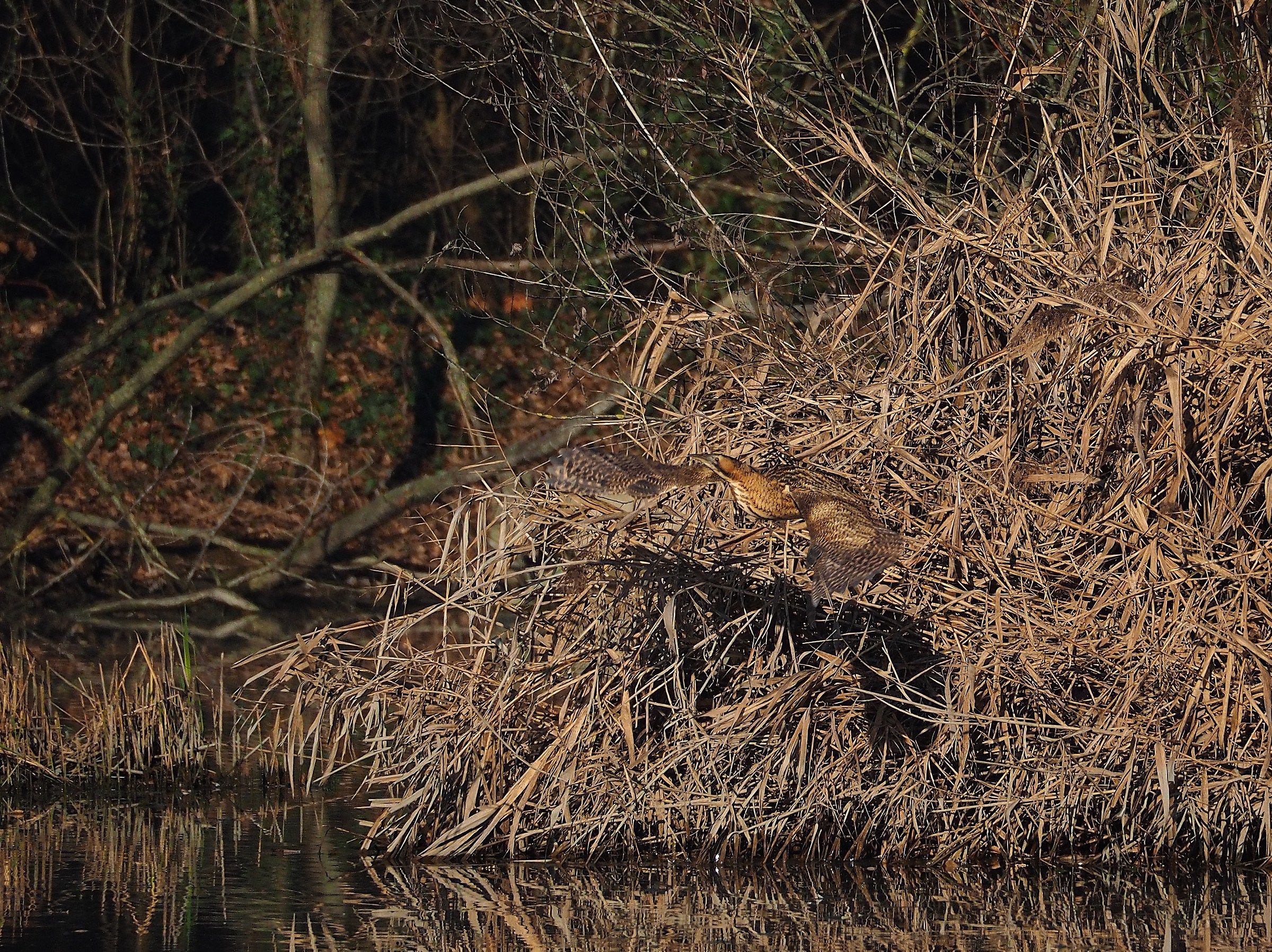 Il Tarabuso ritrovato