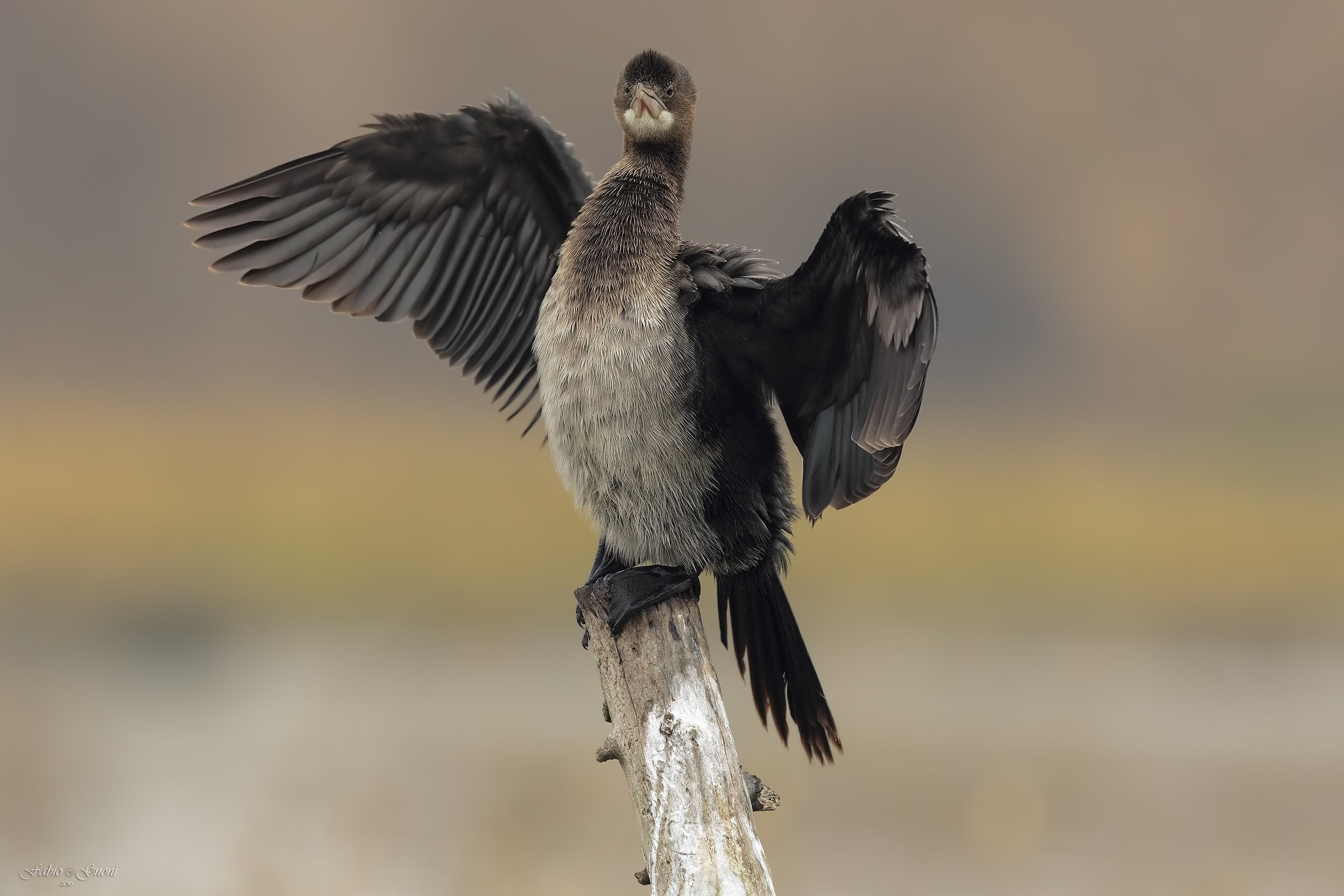 Cormorant min HD 5D IV