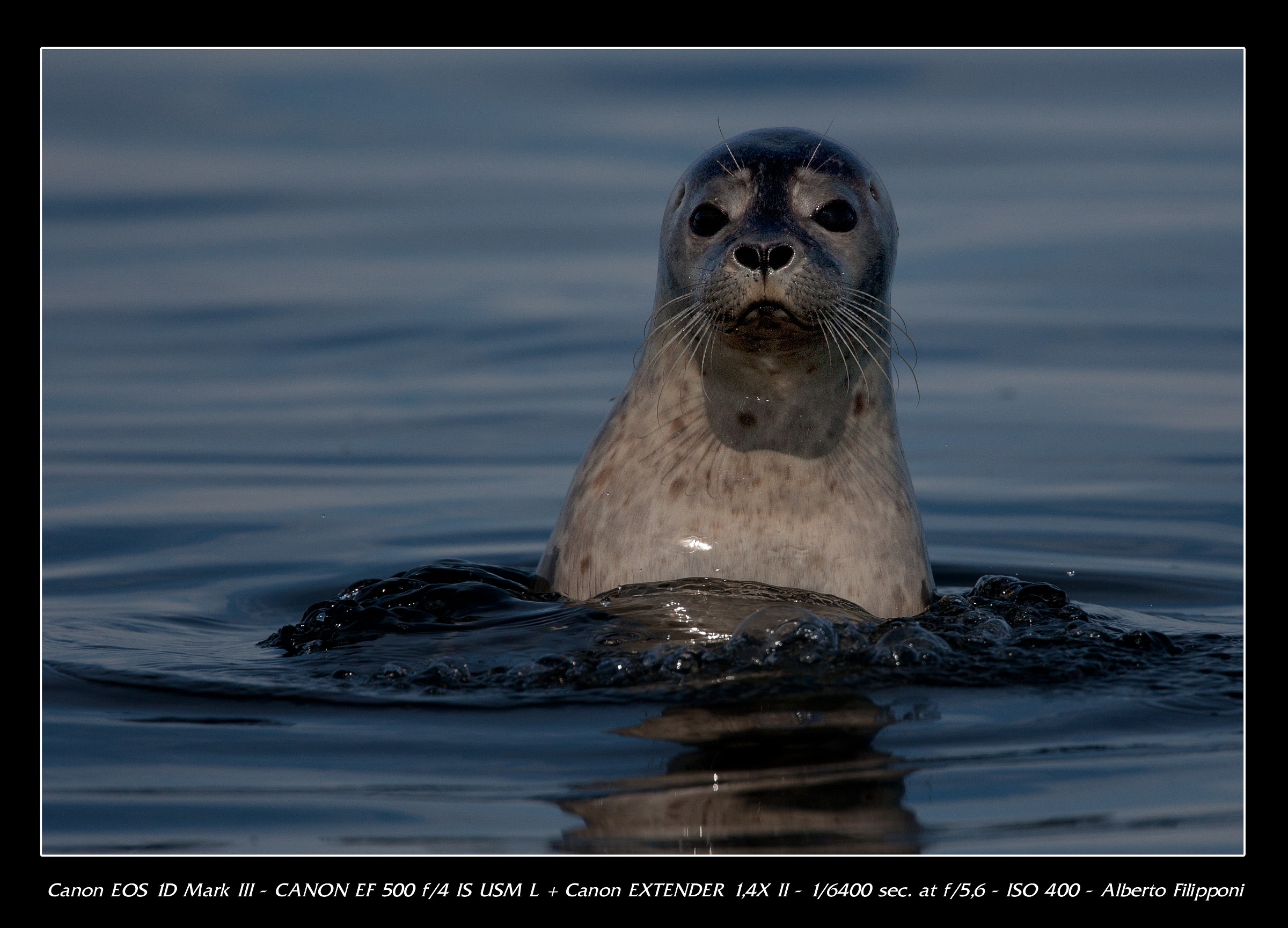 Iceland Seal