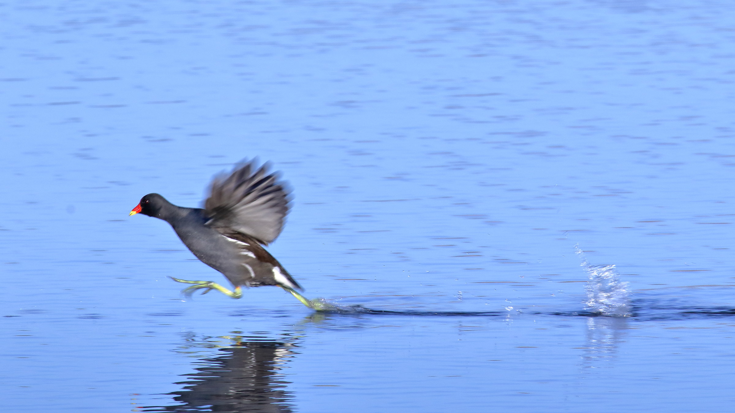 Galline in fuga: Gallinella d'acqua Gallinula chloropus