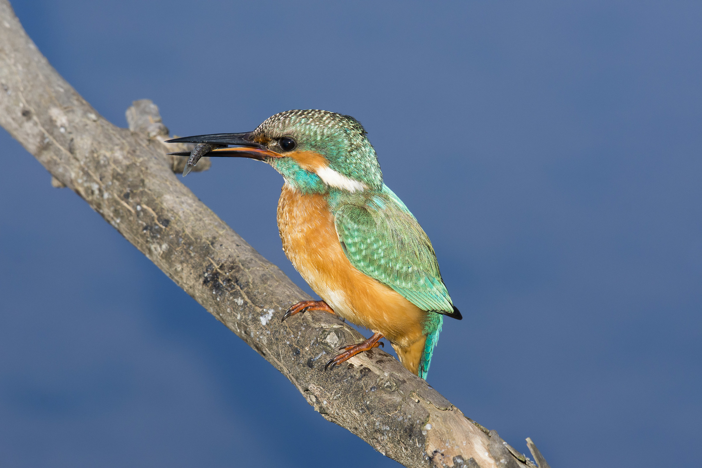 Kingfisher