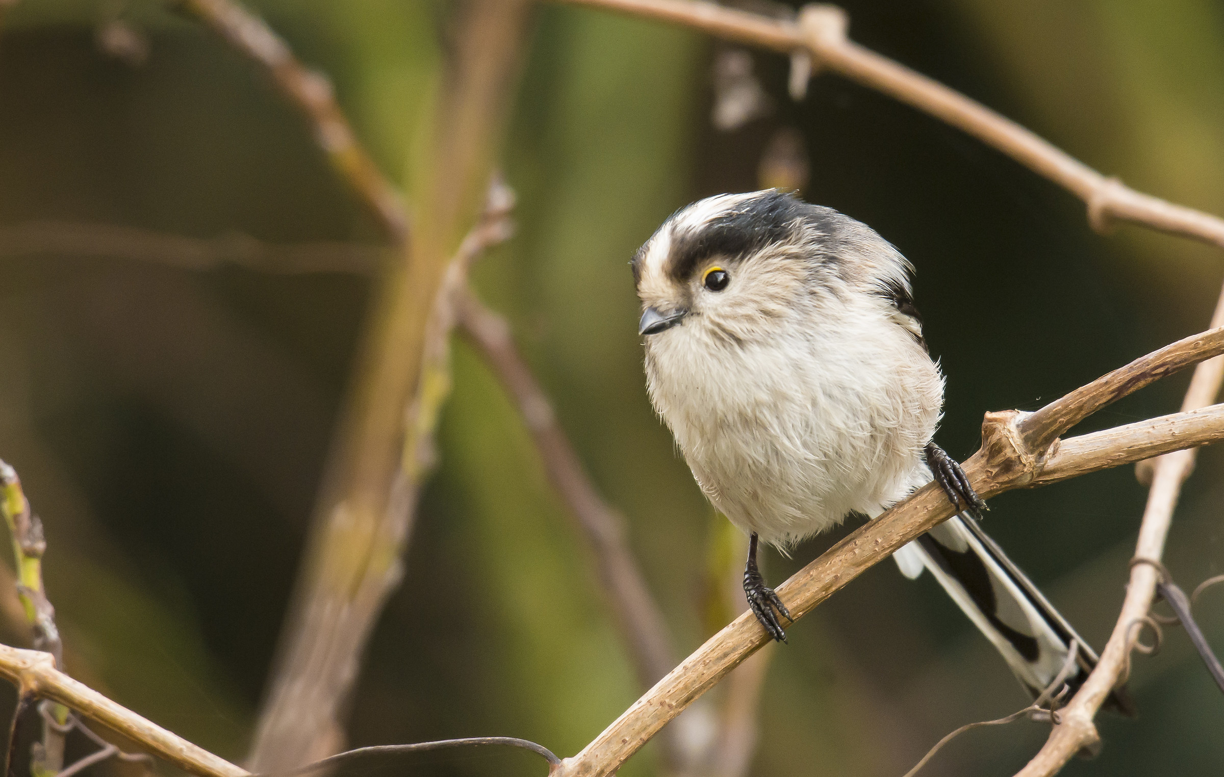 Long-tailed Tit