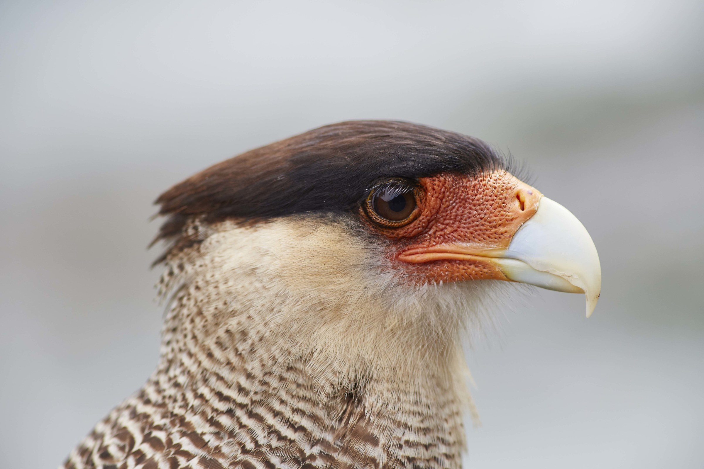 Caracara (Torres del Paine)