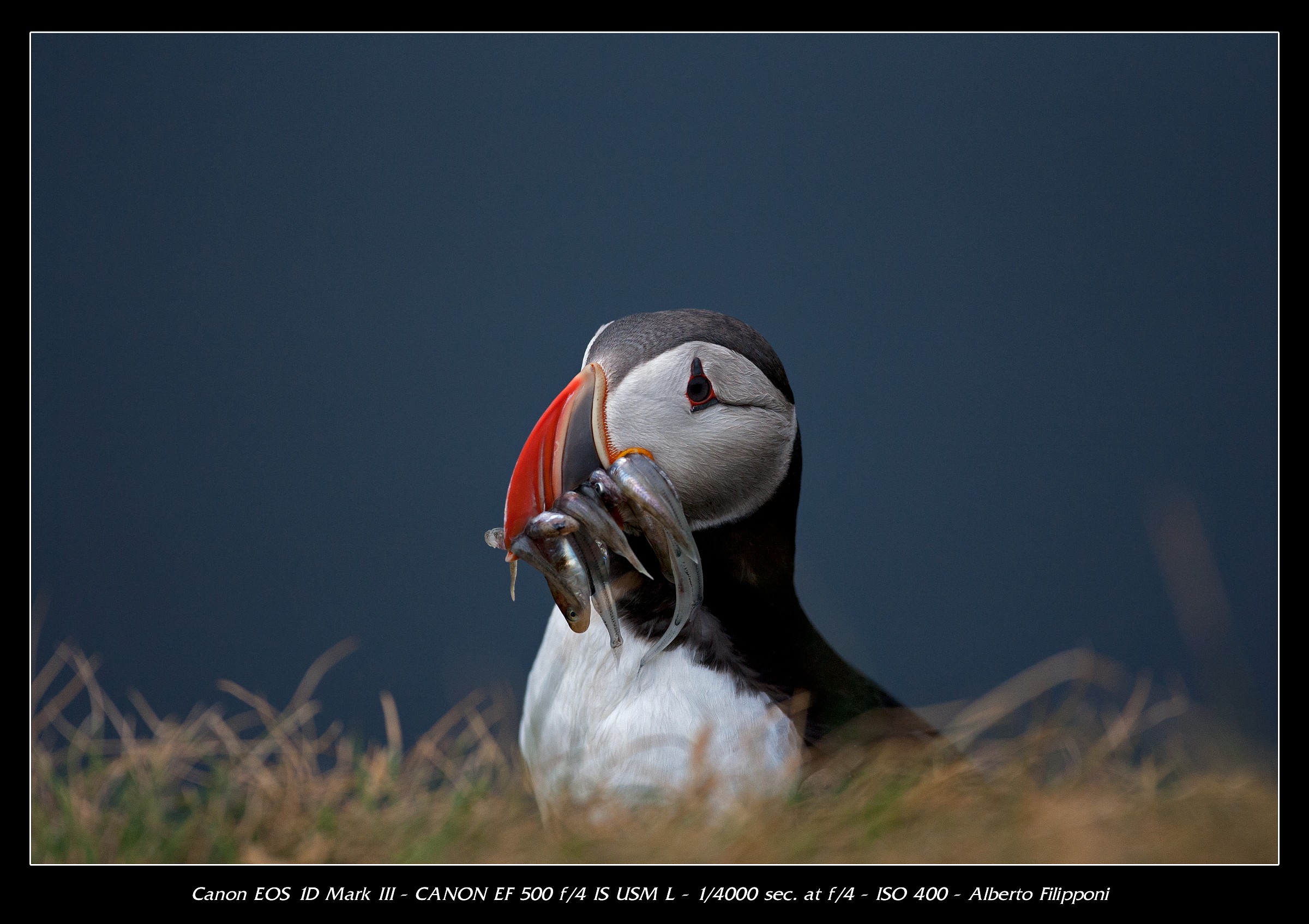 Iceland Puffin - Puffin Sea