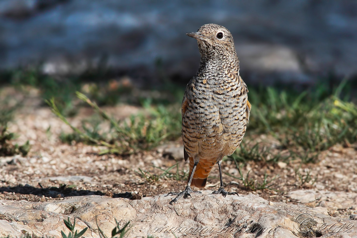 rock thrush (Monticola saxatilis)
