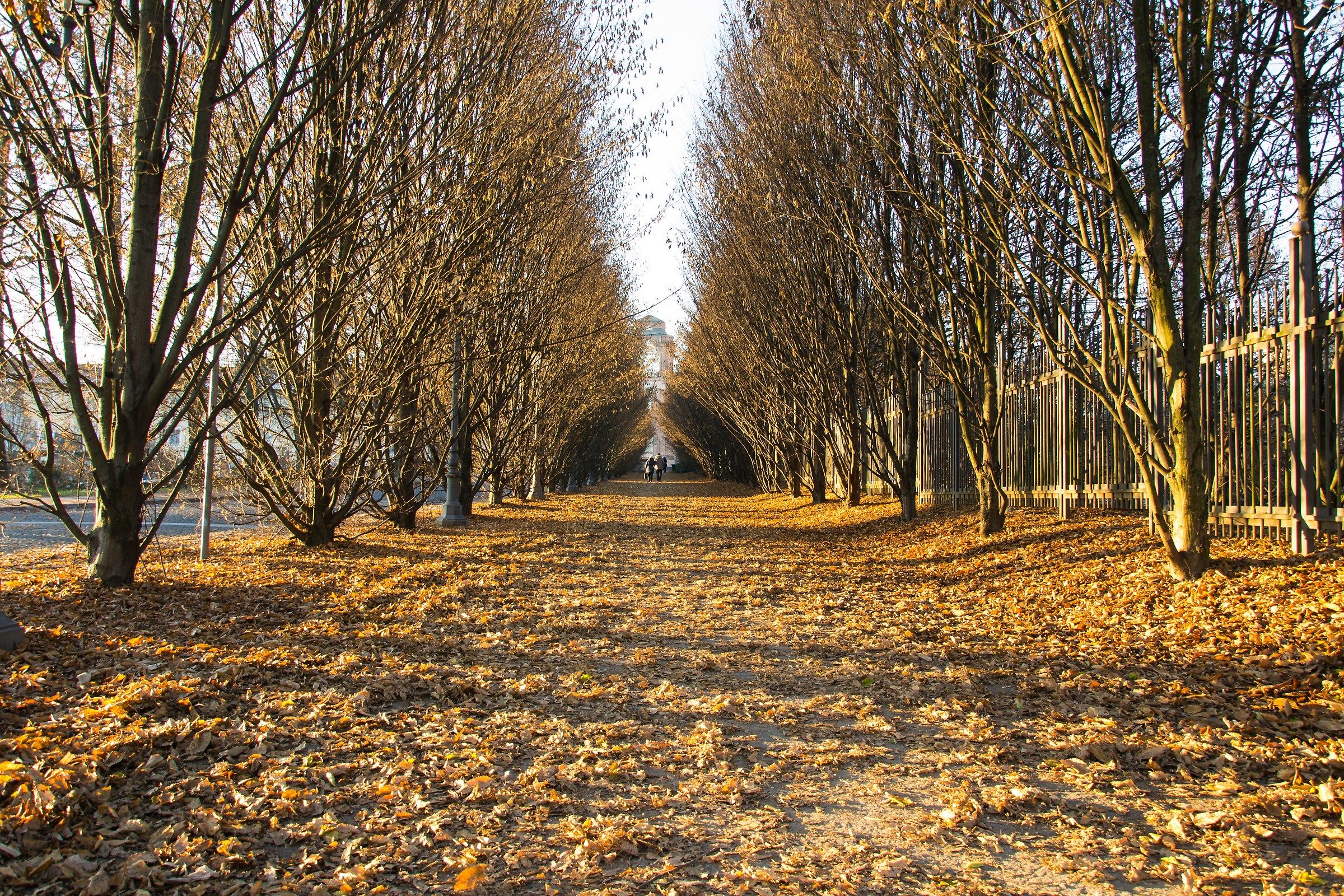 Tunnel di foglie in ingresso alla Reggia di Venaria