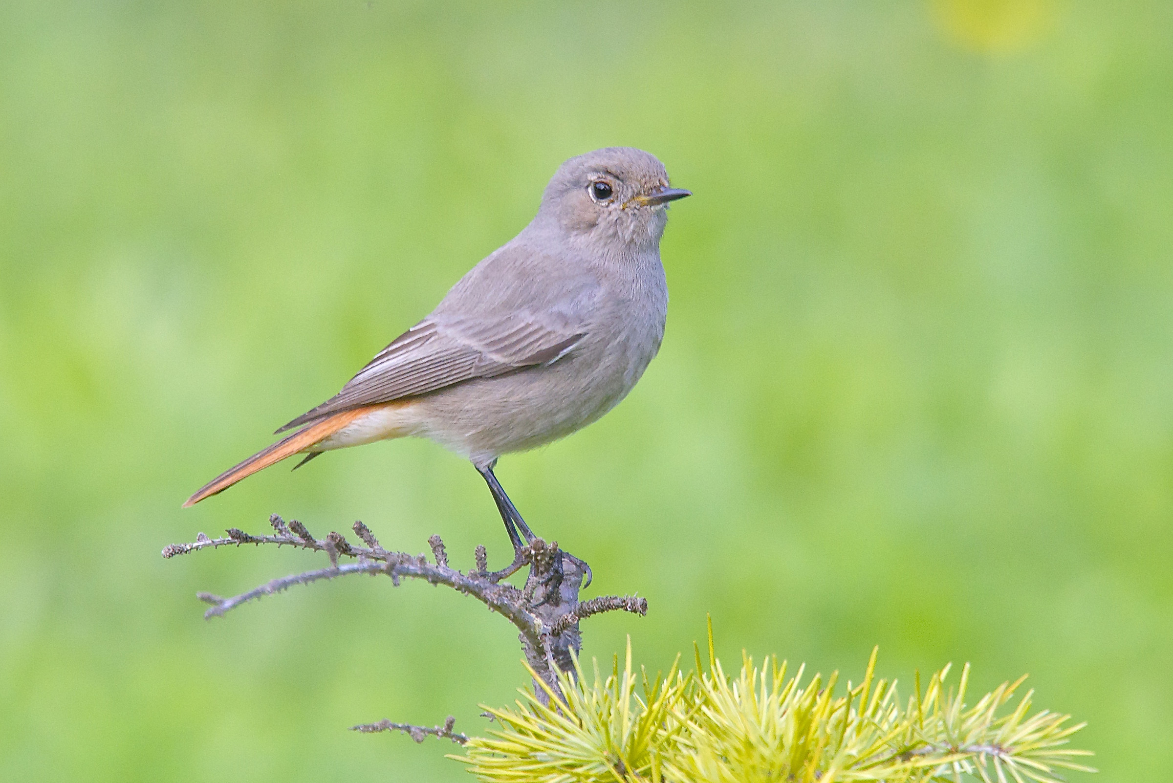 Codirosso spazzacamino
