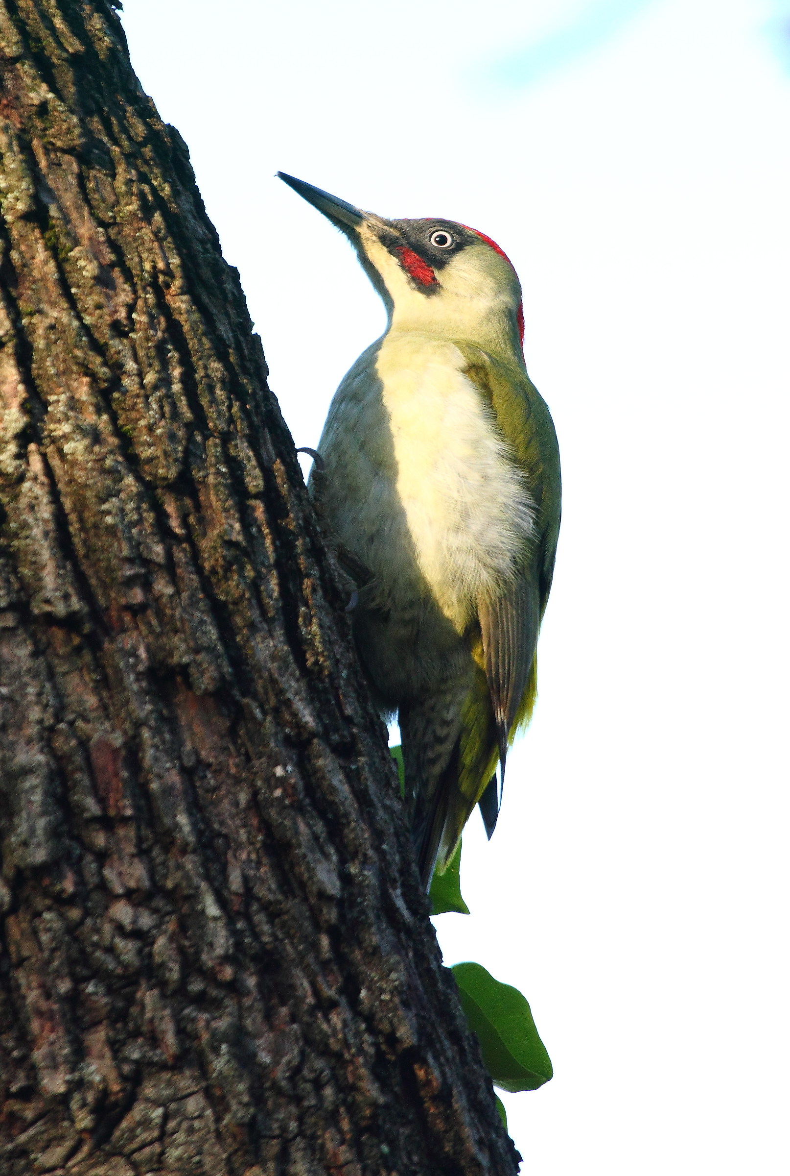 green woodpecker