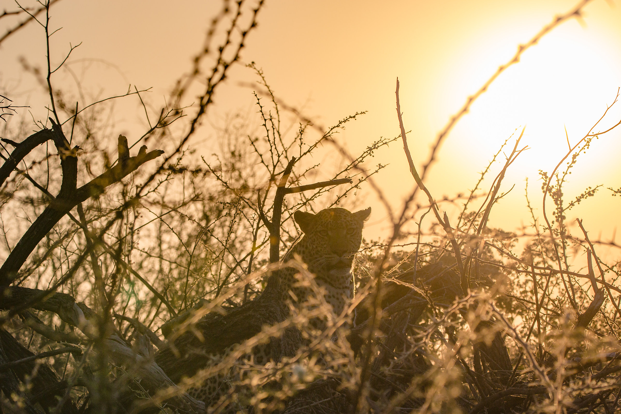 Leopard at sunset
