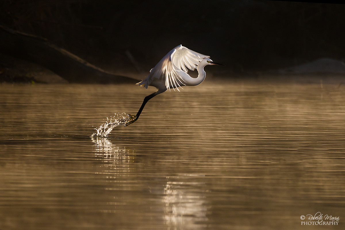 egret