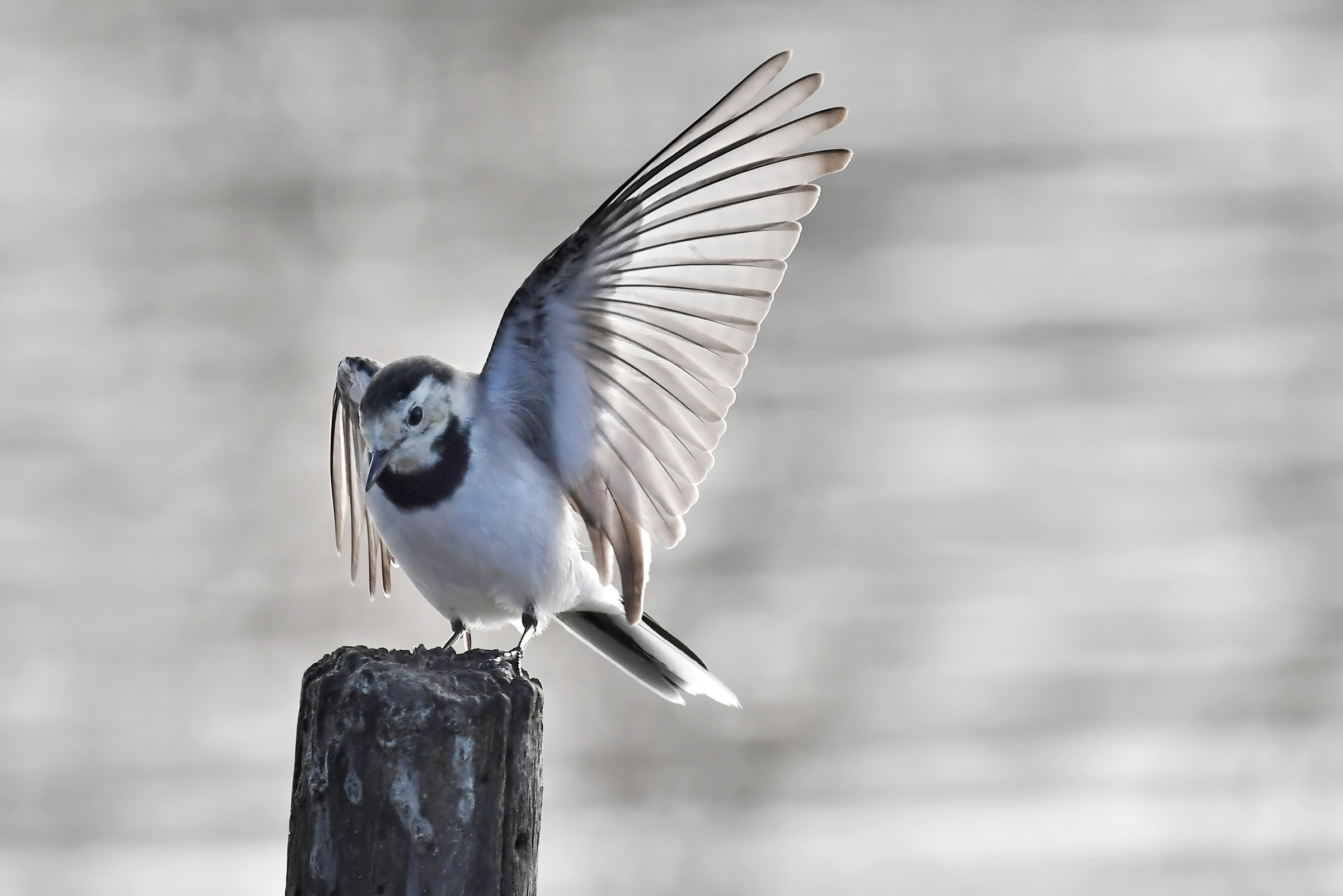 The greeting of the Ballerina