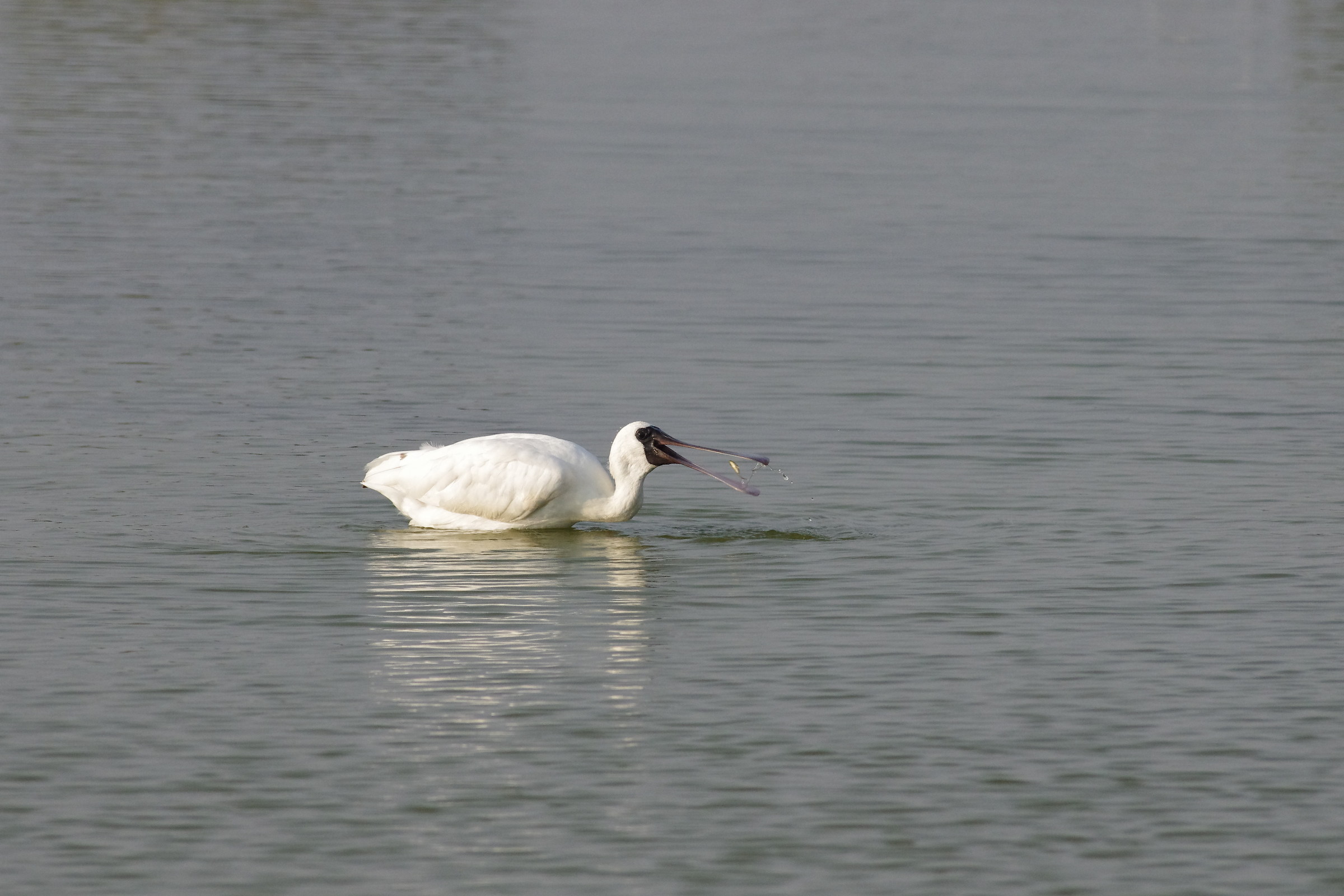 Black-faced Spoonbill