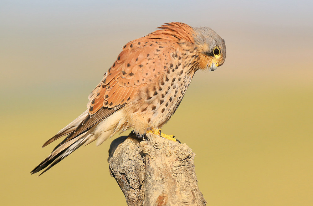 Kestrel