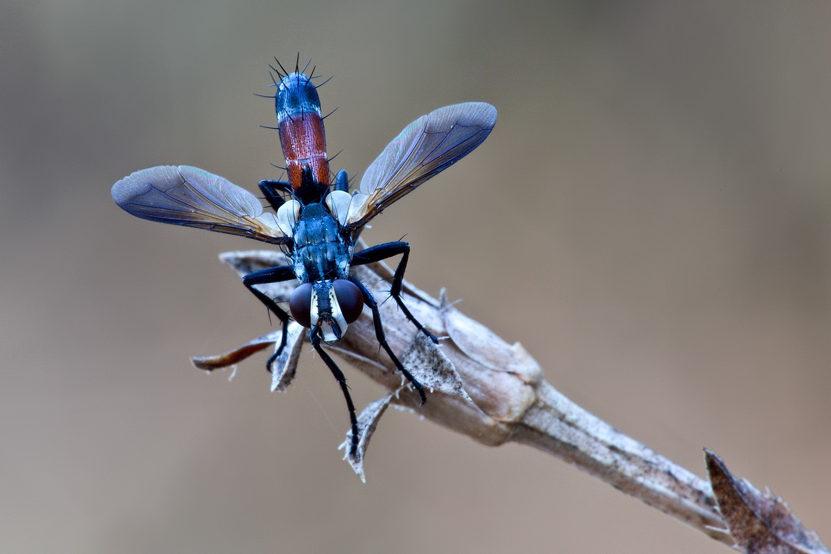 Cylindromyia cf. intermediate
