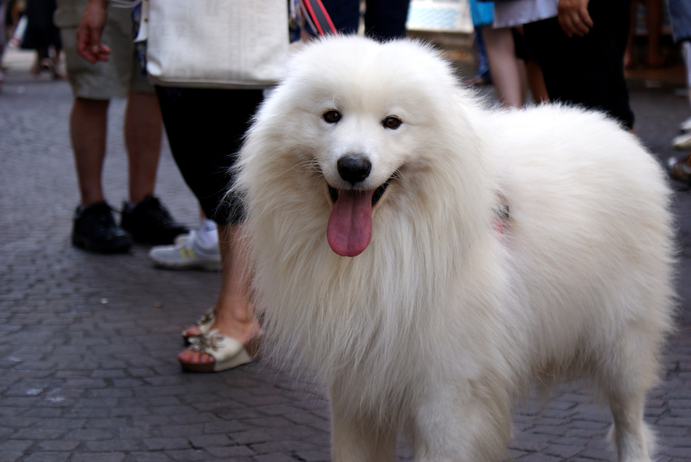 SPM 2016 Four-legged walking