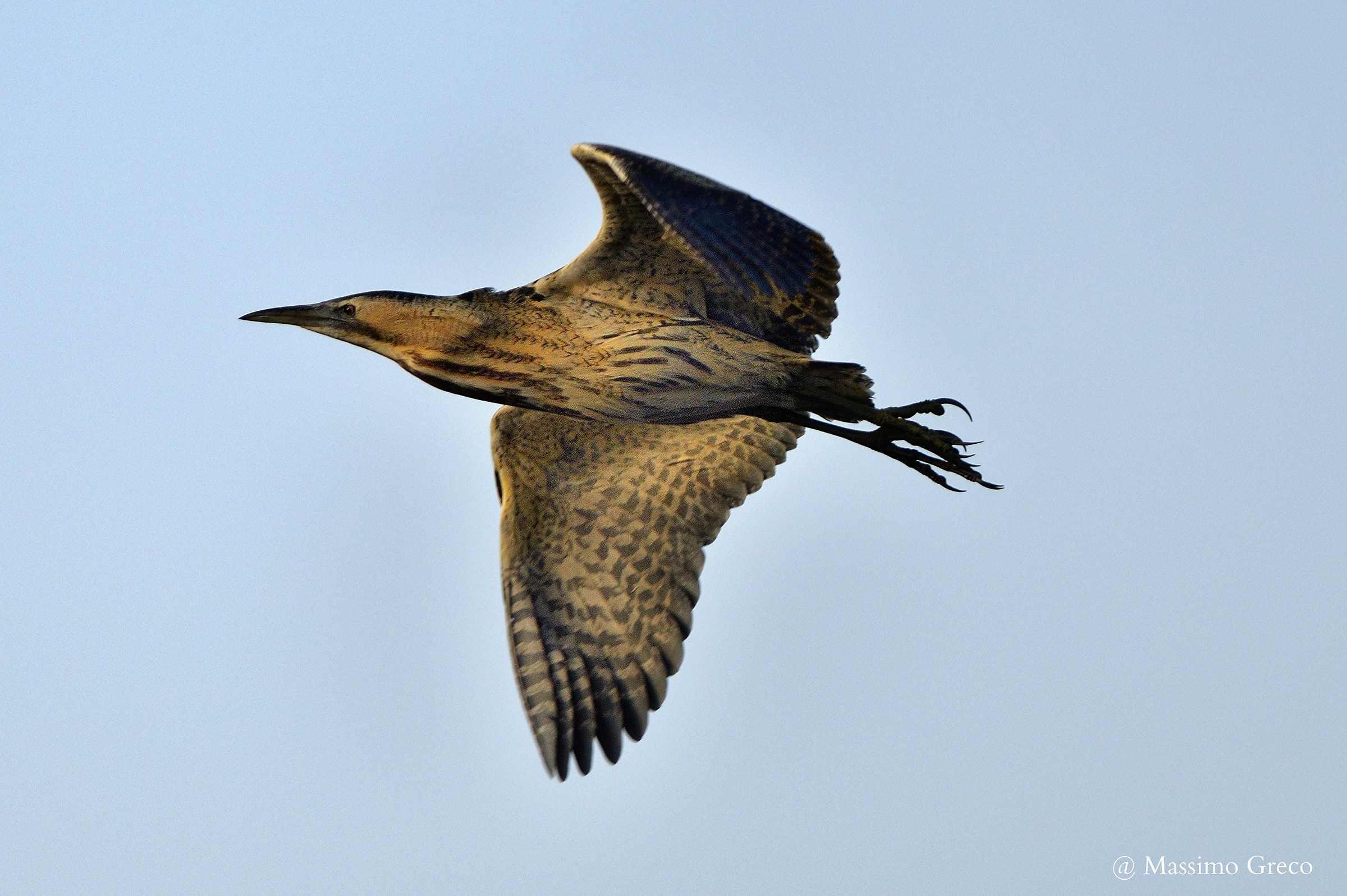 Tarabuso (Botaurus stellaris)