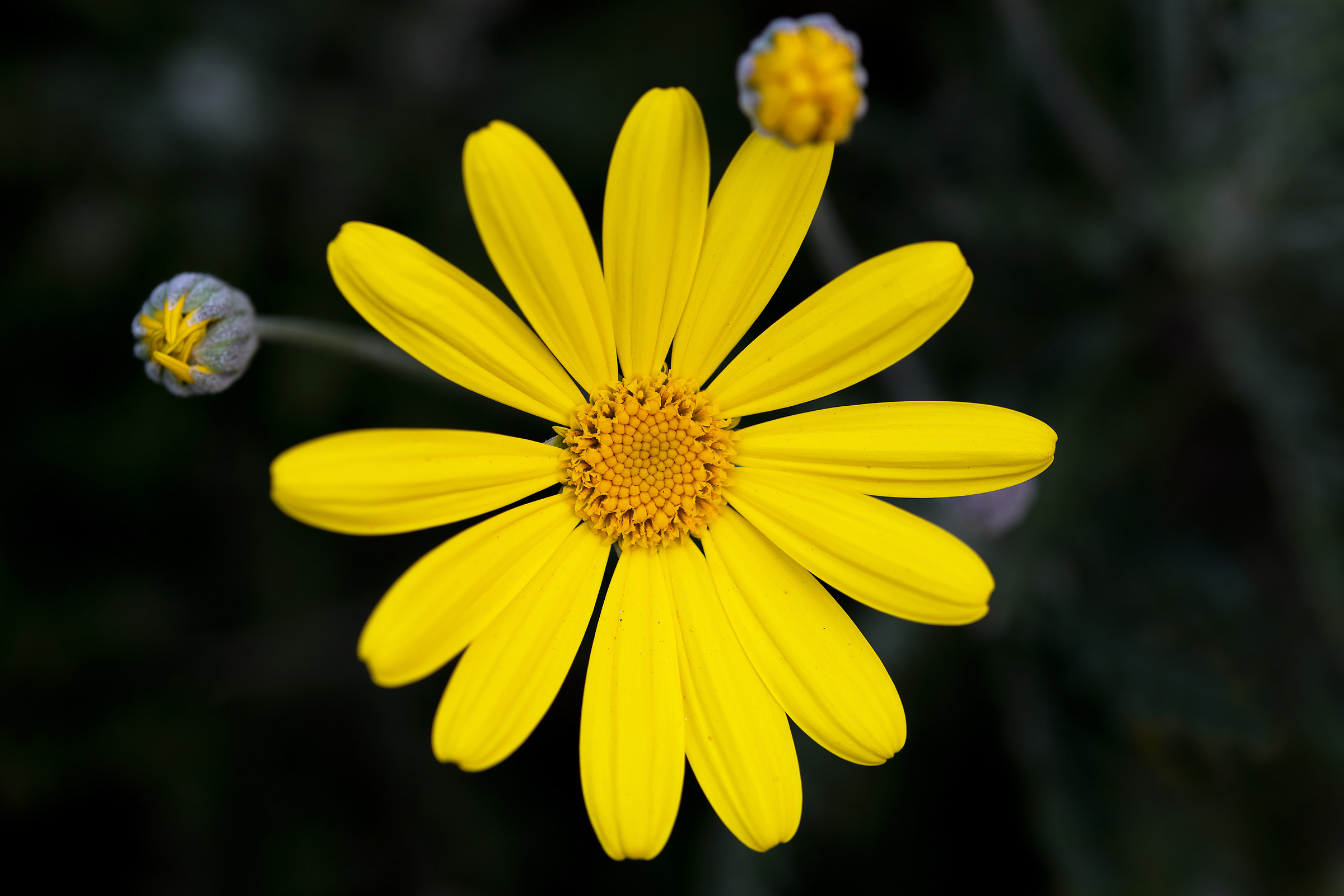 La margherita gialla...e i suoi boccioli.