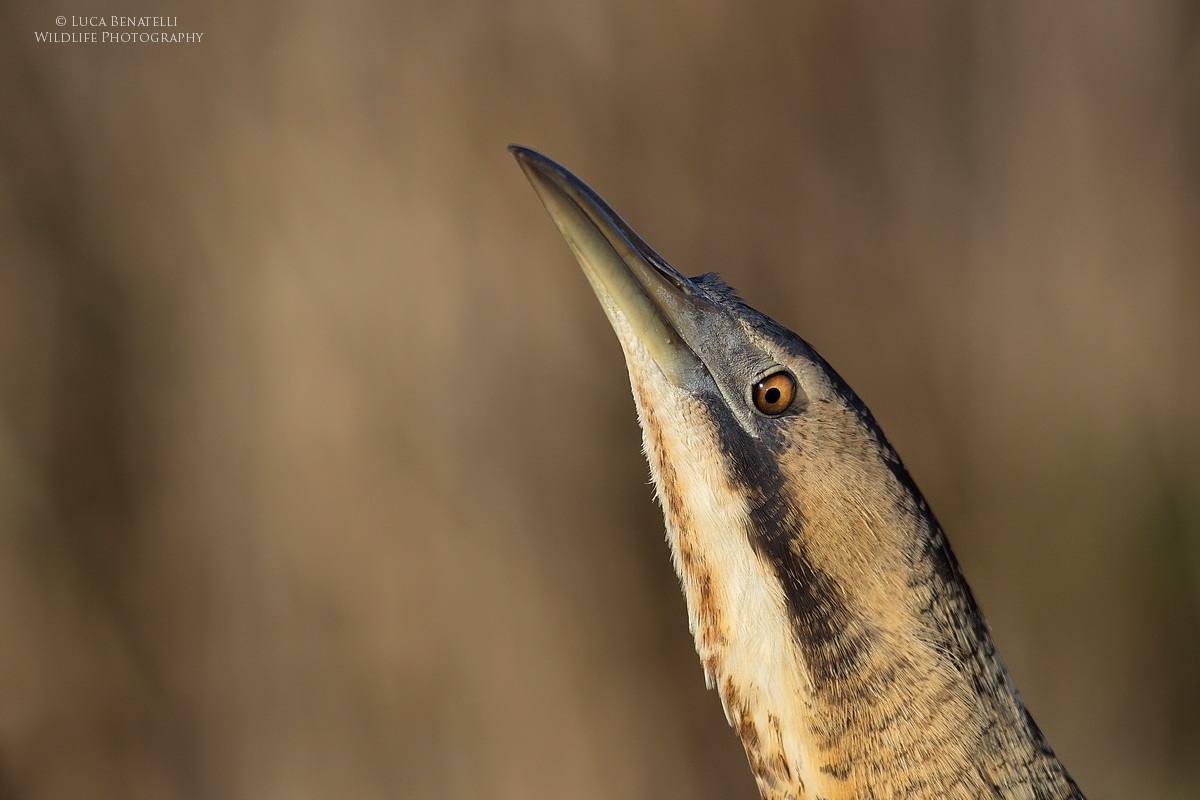 Ritratto di unTarabuso