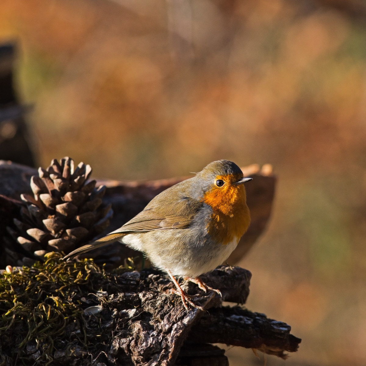 Pettirosso - Erithacus rubecola