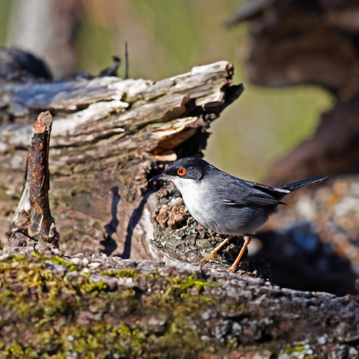 Occhiocotto - Sylvia melanocephala - Maschio