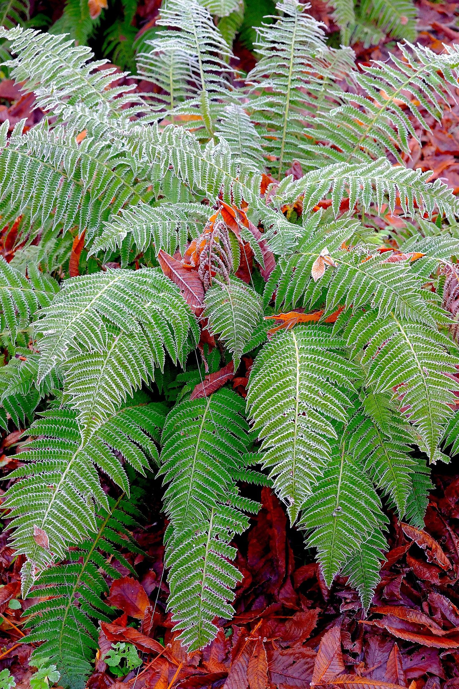 Ferns with frost