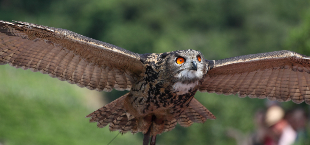 Eagle Owl - the flight